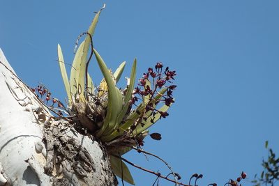Cymbidium canaliculatum, photographed by coenobita