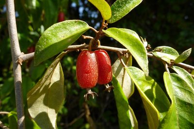 Elaeagnus triflora, photographed by coenobita