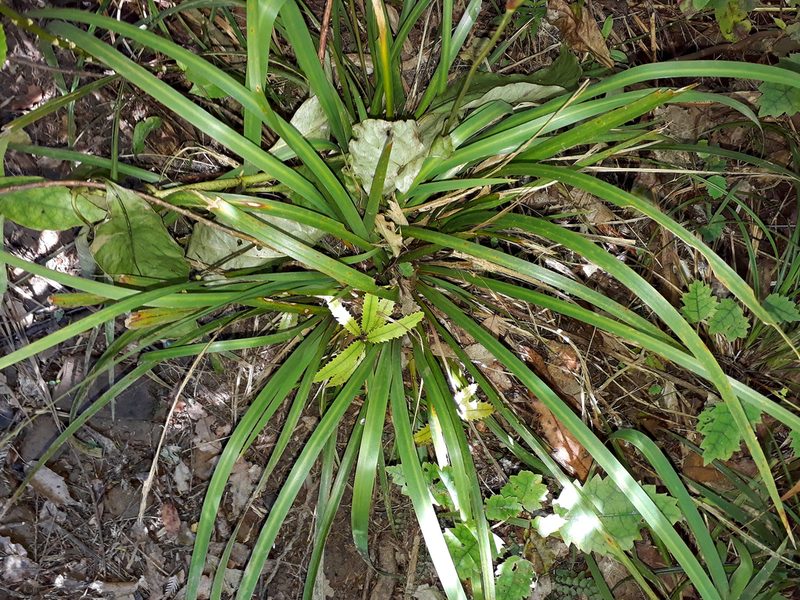 Libertia flaccidifolia, photographed by Peter de Lange