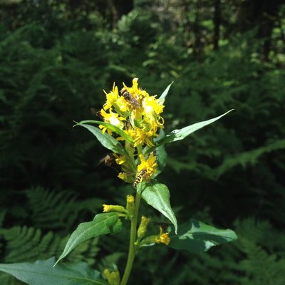 Solidago macrophylla, photographed by Étienne Lacroix-Carignan