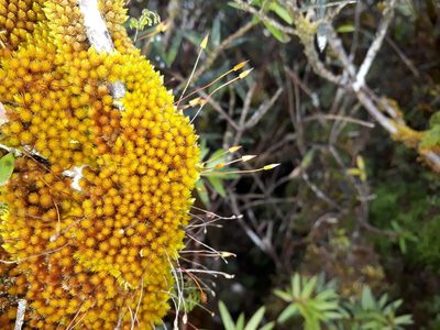 Macromitrium longipes, photographed by Leon Perrie