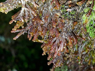 Goebeliella cornigera, photographed by Leon Perrie