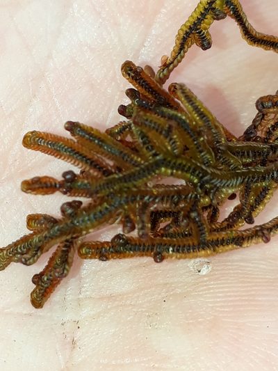 Goebeliella cornigera, photographed by Leon Perrie