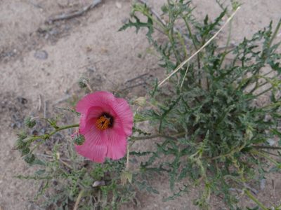 Lecanophora heterophylla, photographed by Guillermo Debandi