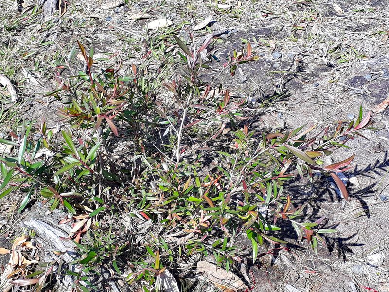 Leptospermum morrisonii, photographed by Peter de Lange