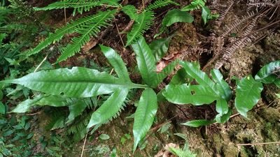 Tectaria harlandii, photographed by Lin Scott