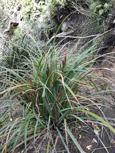 Carex ventosa, photographed by Peter de Lange