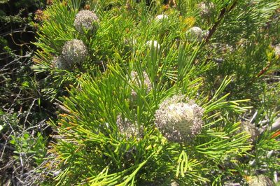 Isopogon anethifolius, photographed by coenobita