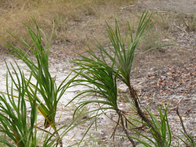 Lomandra banksii, photographed by coenobita