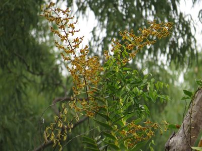 Dendrobium discolor, photographed by coenobita