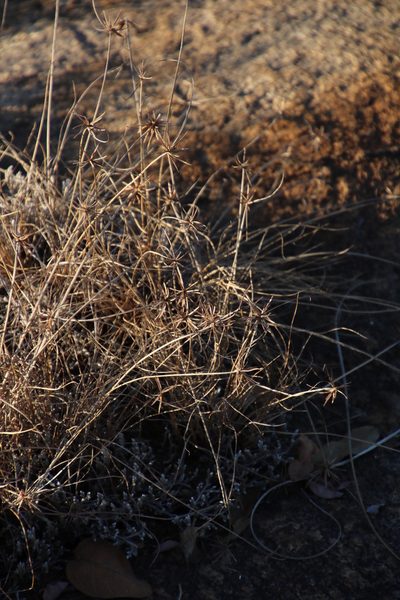Cyperus semitrifidus, photographed by Tony Rebelo