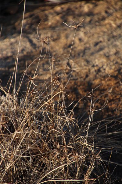 Cyperus semitrifidus, photographed by Tony Rebelo