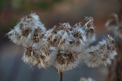 Senecio pleistocephalus, photographed by Tony Rebelo