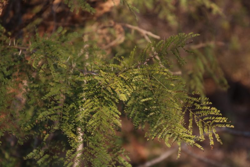 Vachellia davyi, photographed by Tony Rebelo