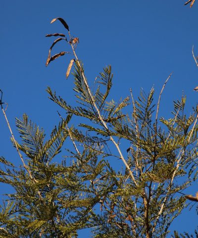 Vachellia davyi, photographed by Tony Rebelo