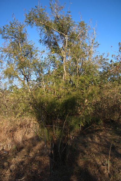 Vachellia davyi, photographed by Tony Rebelo
