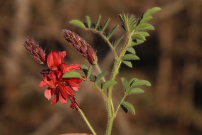 Indigofera velutina, photographed by Tony Rebelo