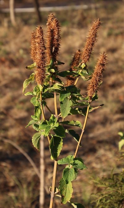 Coleus kirkii, photographed by Tony Rebelo