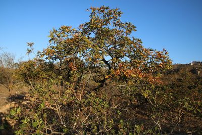 Sterculia murex, photographed by Tony Rebelo