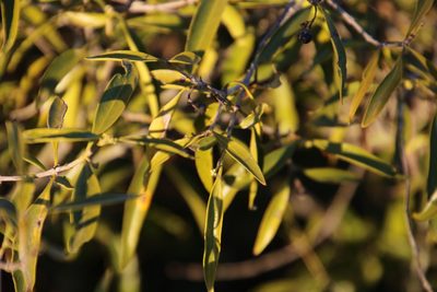 Coptosperma supra-axillare, photographed by Tony Rebelo