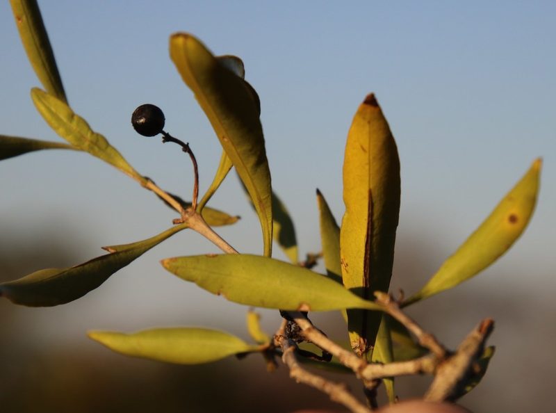 Coptosperma supra-axillare, photographed by Tony Rebelo
