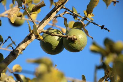 Strychnos madagascariensis, photographed by Tony Rebelo