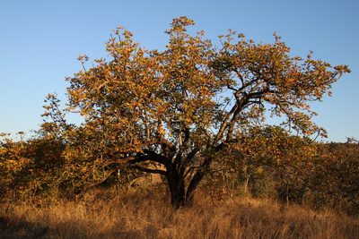 Sterculia murex, photographed by Tony Rebelo