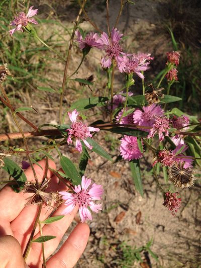 Palafoxia hookeriana, photographed by Ken-ichi Ueda