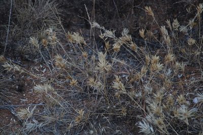 Eragrostis patens, photographed by Tony Rebelo