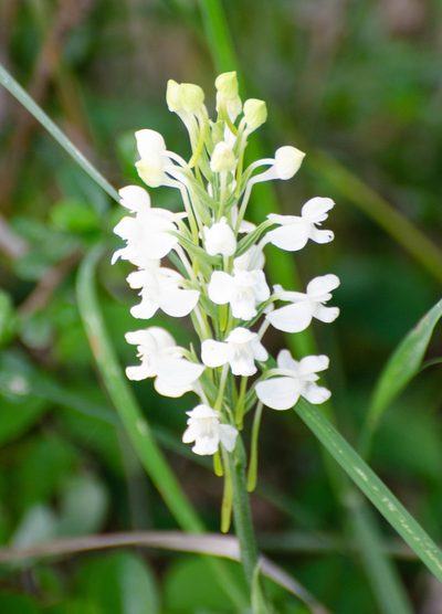 Habenaria roxburghii, photographed by Harshjeet Singh Bal