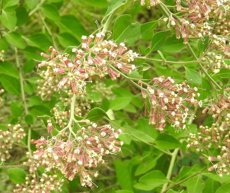 Salpianthus macrodontus, photographed by Francisco Farriols Sarabia
