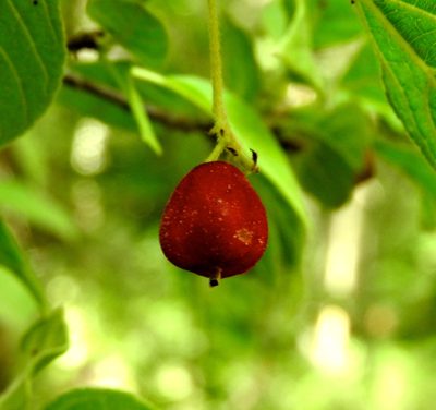 Guettarda elliptica, photographed by Francisco Farriols Sarabia