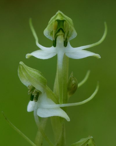 Habenaria diphylla, photographed by S.MORE