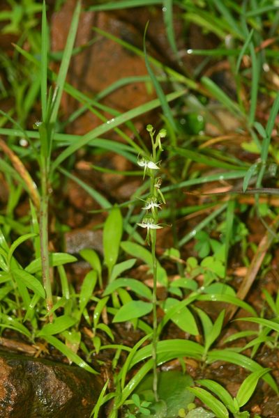 Habenaria diphylla, photographed by S.MORE