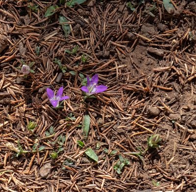 Campanula filicaulis, photographed by Shawn O'Donnell