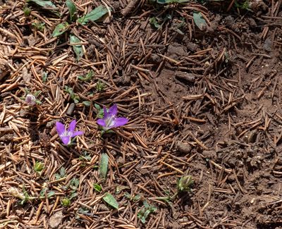 Campanula filicaulis, photographed by Shawn O'Donnell