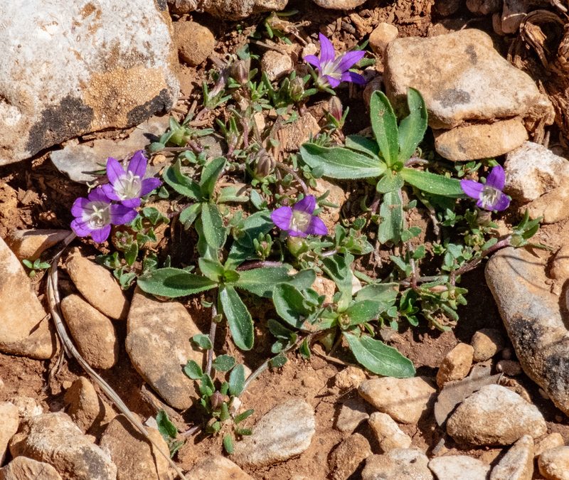 Campanula filicaulis, photographed by Shawn O'Donnell