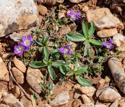 Campanula filicaulis, photographed by Shawn O'Donnell