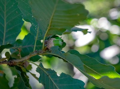 Quercus canariensis, photographed by Shawn O'Donnell