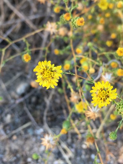 Lessingia pectinata, photographed by Pinnacles National Park
