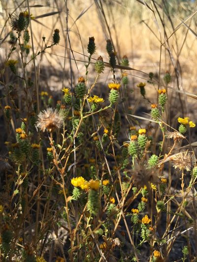 Lessingia pectinata, photographed by Pinnacles National Park