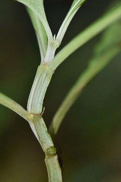 Salvia divinorum, photographed by Alan Rockefeller