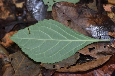 Salvia divinorum, photographed by Alan Rockefeller