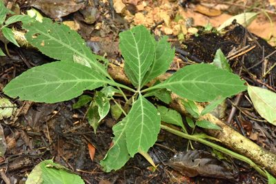 Salvia divinorum, photographed by Alan Rockefeller