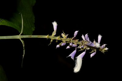 Salvia divinorum, photographed by Alan Rockefeller