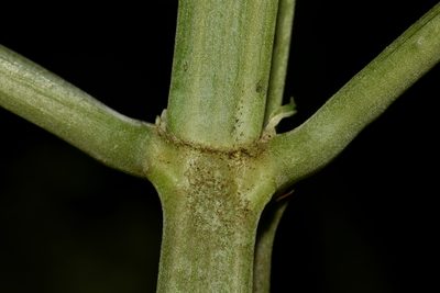 Salvia divinorum, photographed by Alan Rockefeller