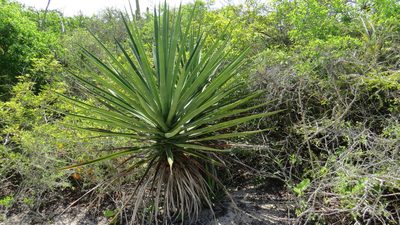 Agave karwinskii, photographed by Wendy García Monterrubio