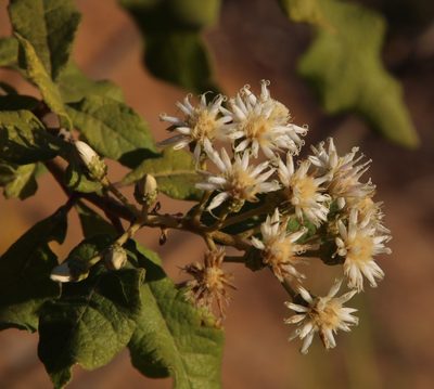 Gymnanthemum coloratum, photographed by Tony Rebelo