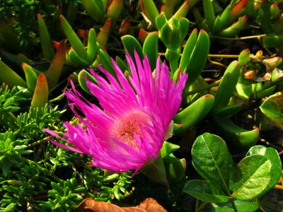 Lampranthus fugitans, photographed by Peter Warren