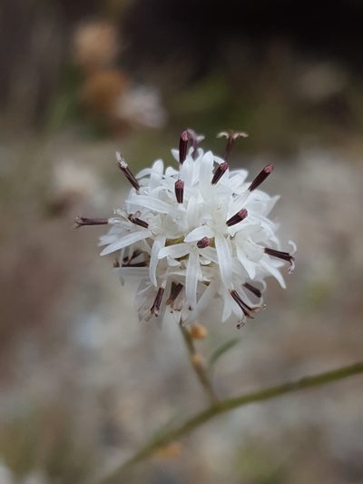 Hymenothrix wrightii, photographed by Alex Abair